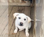 Small #3 Labrador Retriever Mix