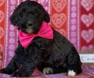 Goldendoodle Puppy for sale in LANCASTER, PA, USA