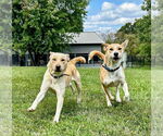 Small #5 Labrador Retriever Mix
