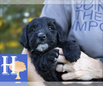 Puppy 4 Australian Shepherd-Poogle Mix