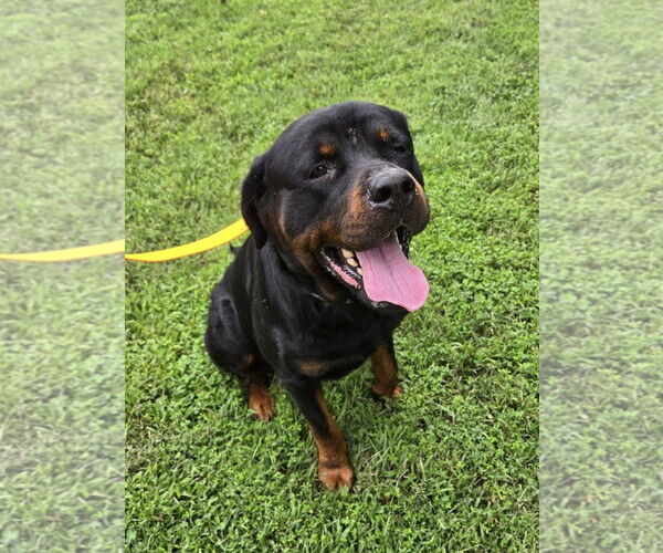 Medium Photo #3 Rottweiler-Unknown Mix Puppy For Sale in Millersville, MD, USA