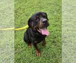 Small #2 Rottweiler Mix