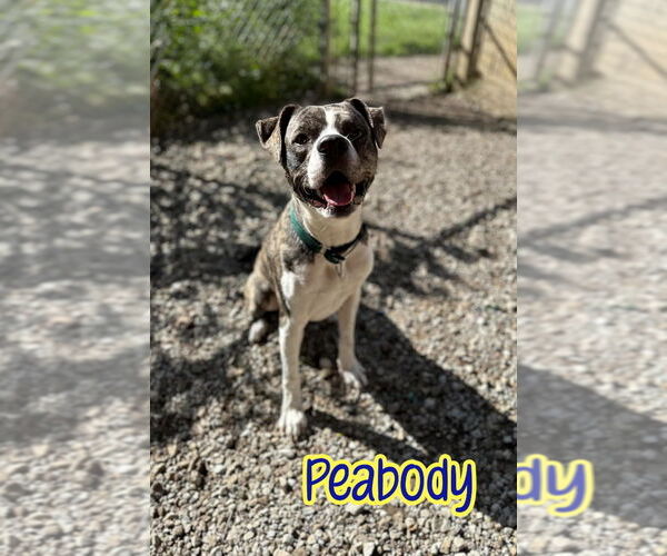 Medium Photo #2 Boxer-Unknown Mix Puppy For Sale in Port Clinton, OH, USA