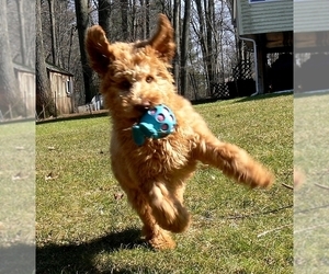 Australian Labradoodle-Poodle (Standard) Mix Puppy for sale in WILSON, CT, USA