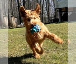 Small Photo #1 Australian Labradoodle-Poodle (Standard) Mix Puppy For Sale in WILSON, CT, USA