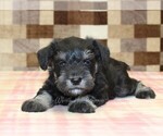 Small #2 Schnauzer (Miniature)