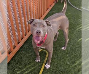 American Bulldog-Unknown Mix Dogs for adoption in Las Vegas, NV, USA