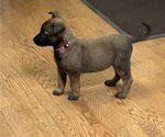 Puppy Puppy 7 Belgian Malinois
