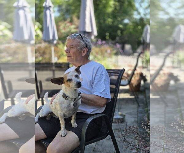 Medium Photo #9 Jackshund Puppy For Sale in Oakhurst, NJ, USA