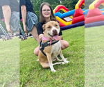 Small #1 American Staffordshire Terrier Mix
