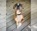 Small Boxer