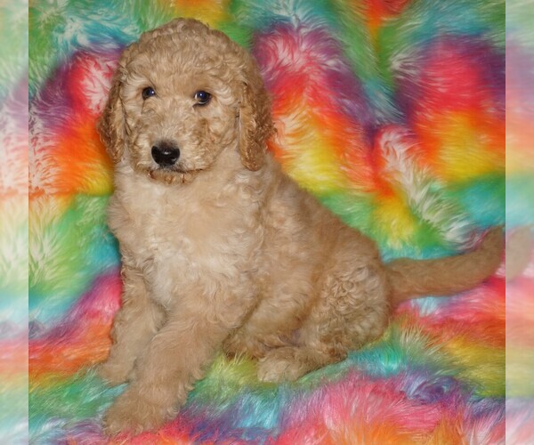 Medium Photo #9 Labradoodle mix (+ Poodle Standard) Puppy For Sale in LA HABRA, CA, USA