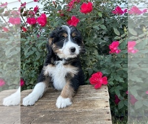 Bernedoodle (Miniature) Puppy for sale in MIDDLEBURY, IN, USA