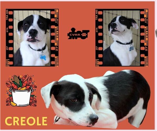 Medium Photo #1 Catahoula Leopard Dog-Unknown Mix Puppy For Sale in Lindsay, CA, USA