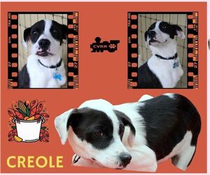 Catahoula Leopard Dog-Unknown Mix Dogs for adoption in Lindsay, CA, USA