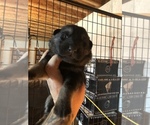 Small Photo #24 German Shepherd Dog Puppy For Sale in GRAHAM, MO, USA