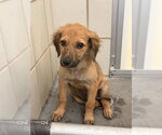 Small #1 Labrador Retriever