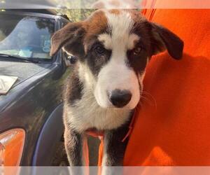 Anatolian Shepherd-Unknown Mix Dogs for adoption in Santa Barbara, CA, USA