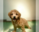 Small #10 ShihPoo