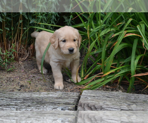 Medium Photo #3 Golden Retriever Puppy For Sale in GREENWOOD, WI, USA