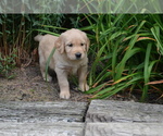 Small Photo #13 Golden Retriever Puppy For Sale in GREENWOOD, WI, USA
