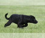 Small #3 Borador
