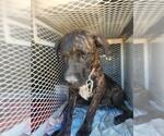 Small Mastiff