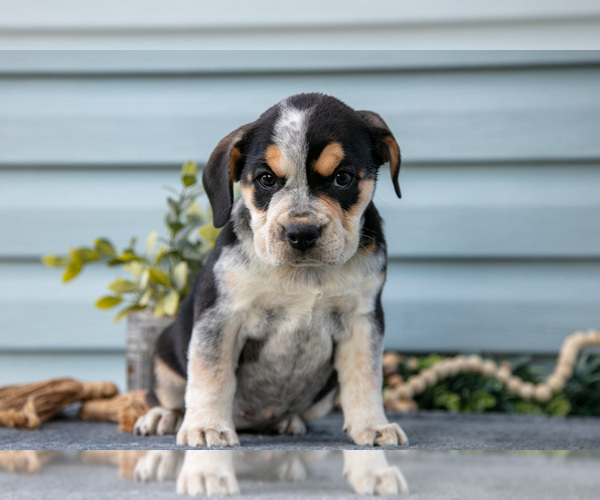 Medium Photo #27 Beabull Puppy For Sale in MILLERSBURG, OH, USA