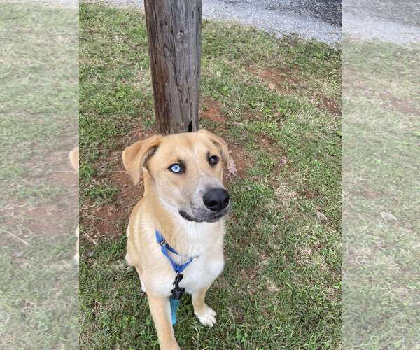 Medium Photo #10 Retriever -Unknown Mix Puppy For Sale in Rustburg, VA, USA