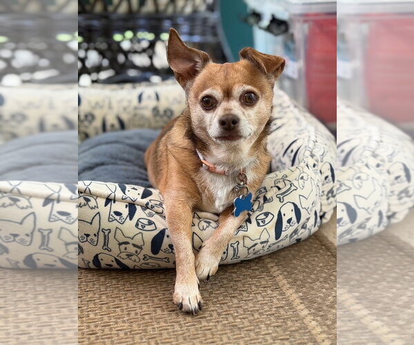 Medium Photo #10 Chihuahua Puppy For Sale in East Derry, NH, USA