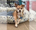 Small #9 Chihuahua