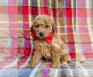 Goldendoodle Puppy for sale in OXFORD, PA, USA