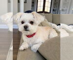 Small #2 Maltese Mix