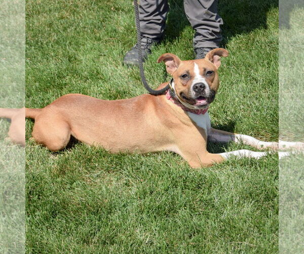 Medium Photo #2 American Staffordshire Terrier-Boxer Mix Puppy For Sale in Huntley, IL, USA