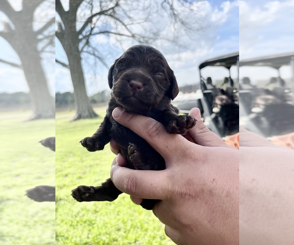 Medium Photo #4 Boykin Spaniel Puppy For Sale in AMBROSE, GA, USA