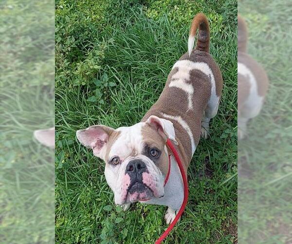 Medium Photo #2 Bulldog Puppy For Sale in Fort Lauderdale, FL, USA