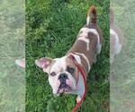 Small #1 Bulldog