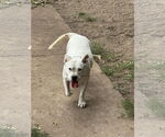 Small American Pit Bull Terrier Mix