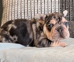Small Photo #36 French Bulldog Puppy For Sale in GOSHEN, IN, USA