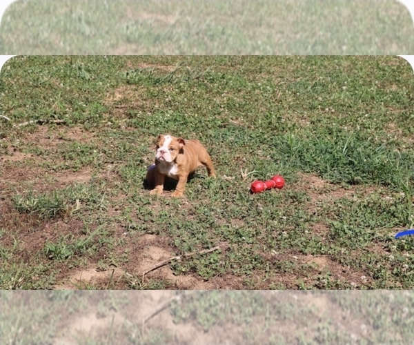 Medium Photo #1 English Bulldog Puppy For Sale in NEVADA, MO, USA