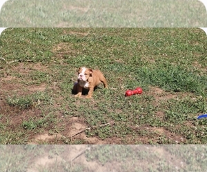 English Bulldog Puppy for sale in NEVADA, MO, USA