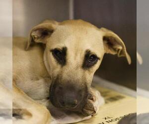 Black Mouth Cur-Unknown Mix Dogs for adoption in San Antonio, TX, USA