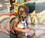 Small #1 Jack Russell Terrier Mix