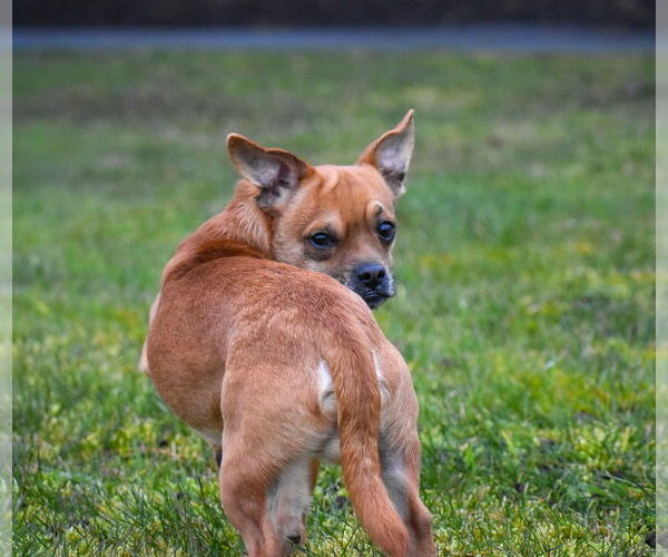 Medium Photo #6 French Bullhuahua Puppy For Sale in Arlington, WA, USA