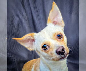 Rat-Cha Dogs for adoption in Albuquerque, NM, USA