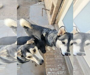 Dino - Male Mutt Dog for Adoption - Photo #6