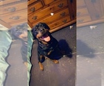 Small Photo #1 Rottweiler Puppy For Sale in THOMPSONTOWN, PA, USA