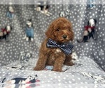 Small #7 Cavapoo