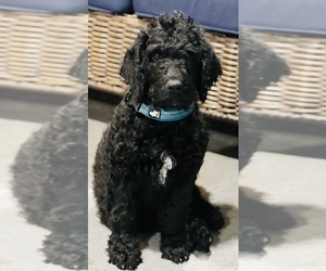 Labradoodle Puppy for sale in PASADENA, MD, USA