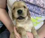 Small Photo #2 Cock-A-Poo-Goldendoodle Mix Puppy For Sale in CLEVELAND HEIGHTS, OH, USA